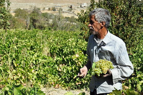 خسارت سرما و بارندگی‌های اخیر به باغات انگور ملکان